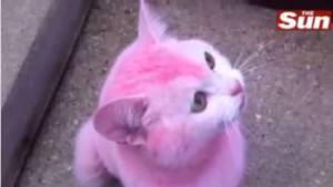 pink-cat-hair-dye_598831.jpg